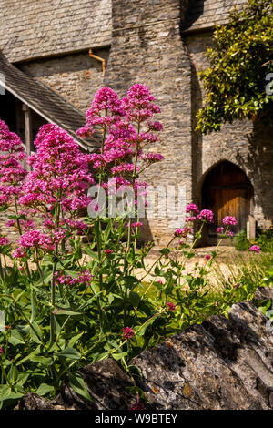 Regno Unito, Inghilterra, Devon, Buckfast, Abbazia cistercense, rosso fiori di valeriana Centranthus ruber a medievale Hall Guest Foto Stock