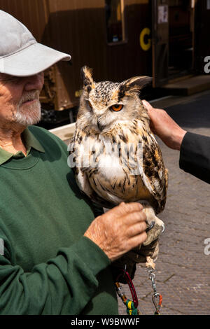 Regno Unito, Inghilterra, Devon, Totnes, South Devon Railway, Riverside Station siberiano gufo reale, Bubo bubo, dalle razze rare Farm Foto Stock