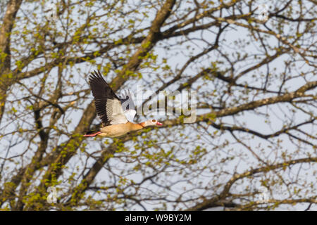 Nilo egiziano goose (alopochen aegyptiaca) in volo, rami, di sole Foto Stock