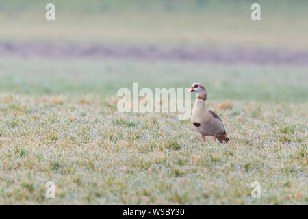 Un egiziano oca del Nilo (alopochen aegyptiaca) congelati verde prato Foto Stock