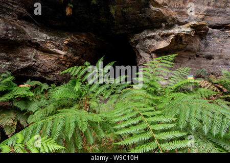 Le felci e le pareti del canyon a Lithgow tunnel delle lucciole nelle Blue Mountains del Nuovo Galles del Sud Australia il 31 Luglio 2019 Foto Stock