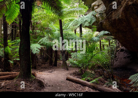 Le felci e le pareti del canyon a Lithgow tunnel delle lucciole nelle Blue Mountains del Nuovo Galles del Sud Australia il 31 Luglio 2019 Foto Stock