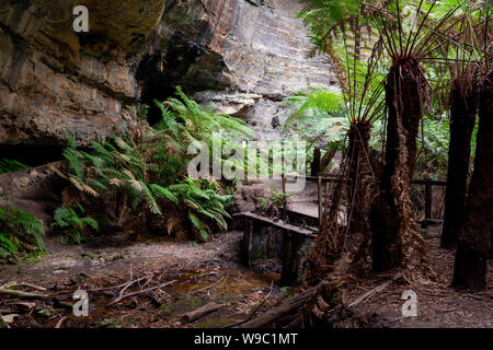 Le felci e le pareti del canyon a Lithgow tunnel delle lucciole nelle Blue Mountains del Nuovo Galles del Sud Australia il 31 Luglio 2019 Foto Stock