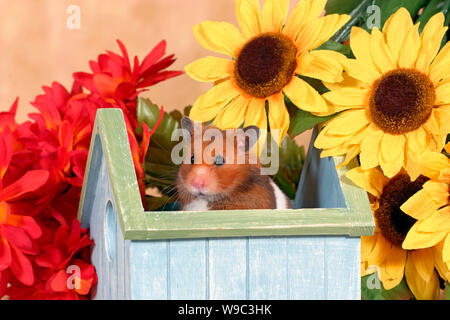 Criceto dorato in seduta Birdhouse da fiori Foto Stock