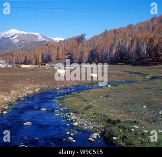 Paesaggio del fiume, alberi e neve montagne in Tashkurgan tagiko contea autonoma nel nord-ovest Chinas Xinjiang Uygur Regione autonoma. Foto Stock