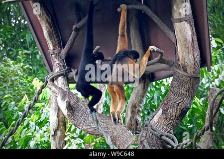 Gibbons appeso e confortarci vicendevolmente in alberi Foto Stock