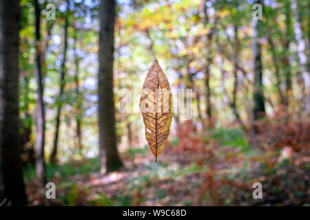 Falling Leaf in una foresta in autunno Foto Stock