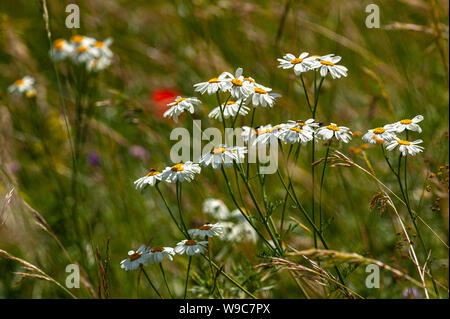 Il bianco e il giallo dei fiori di Tanacetum Corymbosum. close-up con erba verde sfondo, il fuoco selettivo Foto Stock