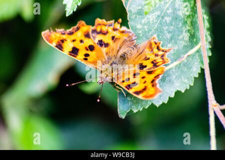Un marrone e arancione virgola butterfly Polygonia c-album in appoggio su un ramoscello sopra una foglia con le sue ali aperte Foto Stock
