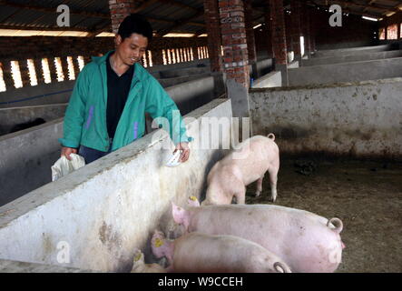 --FILE -- un agricoltore cinese alimenta i suini in un allevamento di suini nel villaggio Qinlao, Xiaoxi città, città GuangAn, southwest Chinas nella provincia di Sichuan, 17 marzo 2009. Ch Foto Stock
