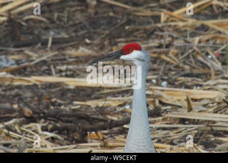 Extreme close up della testa e del collo di una bella Sandhill gru. Fotografato dopo la migrazione invernale in Florida, Stati Uniti d'America. Foto Stock