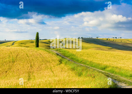 Gruppo di italiani cipressi vicino a San Quirico d'Orcia - splendido paesaggio paesaggio - Val d'Orcia, Toscana, Italia Foto Stock