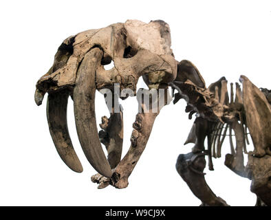 Uno scheletro di saber-tigre dentata, isolato su sfondo bianco. Foto Stock