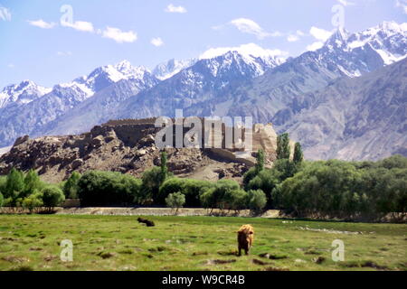 Paesaggio di prati e montagne di neve in Tashkurgan tagiko contea autonoma nel nord-ovest Chinas Xinjiang Uygur Regione autonoma. Foto Stock
