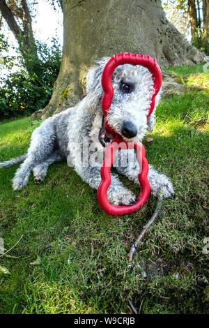 Piccolo Bedlington Terrier cane giocando con una gomma Giocattolo del cane rimorchiatore Foto Stock