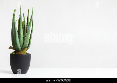 Aloe vera pianta in vaso nero su bianco parete Foto Stock