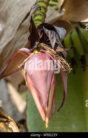 Banana Flower Banana (bloom). Il Blossoms appendere sulla banana tree. Foto Stock