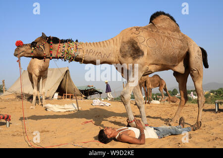 Gypsy herder treni il suo cammello per la mostra presso il cammello di Pushkar Fair, Rajasthan. La fiera è la più grande fiera di cammelli in India. Foto Stock