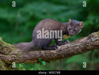 Adulto martora, Morvern, a Ardnamurchan, Scvottish Highlands Foto Stock