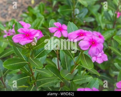 Catharanthus roseus fiori con foglia verde su sfondi di sfocatura.Noyantara, un impianto, noto per il suo colore rossastro rosa petalo di rosa fiori.Cape pervinca, Mad Foto Stock