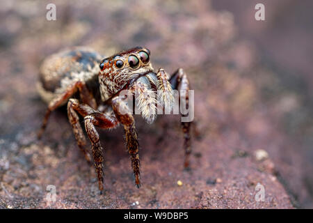 Femmina di Wallace euryattus, Euryattus wallacei, un marrone jumping spider dal Tropical North Queensland, Australia Foto Stock