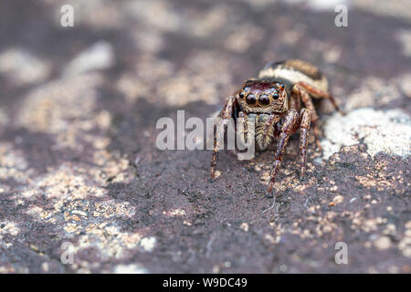 Femmina di Wallace euryattus, Euryattus wallacei, un marrone jumping spider dal Tropical North Queensland, Australia Foto Stock