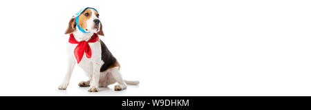 Panoramica del cane beagle in maschera e fazzoletto rosso che guarda lontano su bianco Foto Stock