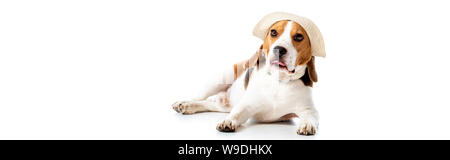 Panoramica del cane beagle in hat giacente su bianco Foto Stock