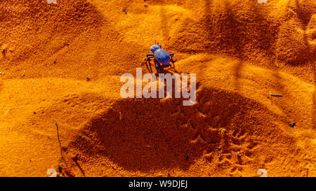 La morte blu-feigning beetle strisciando sebbene il rosso deserto di sabbia di il Parco della Valle di Fire State in Nevada, STATI UNITI D'AMERICA Foto Stock