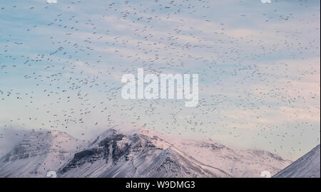 A testa nera, Gabbiano Kolgrafarfjordur fiordo, Snaefellsnes Peninsula, Islanda Foto Stock