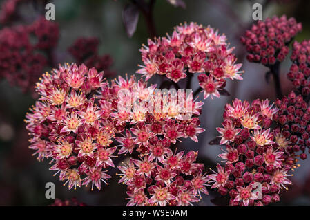 Hylotelephium telephium ,Gruppo Atropurpureum, viola l'imperatore, orpine viola imperatore, Sedum purdyi viola imperatore. Viola di Sedum imperatore. Foto Stock