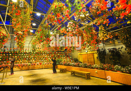 Nagoya, Giappone - Mar 16, 2018. Fiori che sbocciano in serra di Nabana no Sato il parco di notte in Nagoya, Giappone. Foto Stock