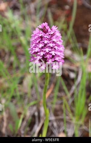 Il Portogallo specie vegetali - Anacamptis pyramidalis (orchide) nella regione di Coimbra. Foto Stock