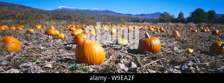 Stati Uniti d'America. Il Vermont. A Gerico. Le zucche crescono in campo con Mount Mansfield in background. Foto Stock