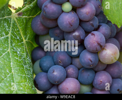 Grappolo di uva sulla vite nei vigneti attorno a Riquewihr, Francia Foto Stock
