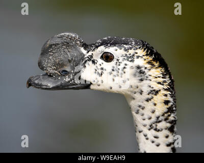 Ritratto di manopola maschio-fatturati anatra o pettine africana anatra (Sarkidiornis melanotos) visto dal profilo. Foto Stock