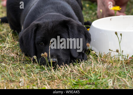 Simpatico ritratto di 8 settimane vecchio nero Labrador cucciolo sdraiato sul prato accanto a una ciotola di cibo Foto Stock