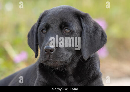 Simpatico ritratto di 8 settimane vecchio nero Labrador cucciolo Foto Stock