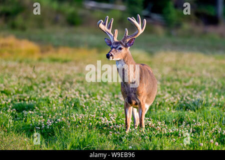 White-tailed deer buck cercando regale. Foto Stock