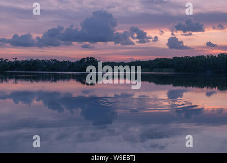 Paurotis stagno in Everglades National Park, Florida, Stati Uniti d'America - 16 Luglio 2018: il tramonto e riflessioni a Paurotis stagno nel parco nazionale delle Everglades vicino Foto Stock