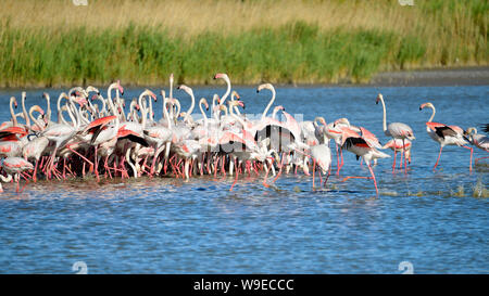 Gruppo di fenicotteri (Phoenicopterus ruber) in acqua, in Camargue è una regione naturale si trova a sud di Arles, Francia Foto Stock