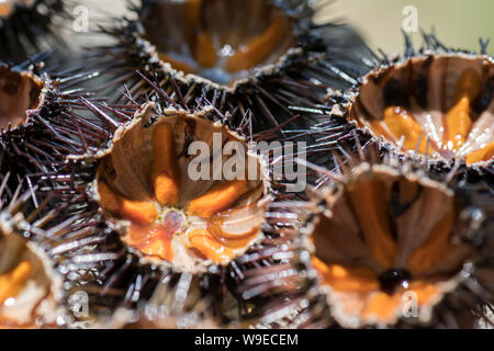 Fresh ricci di mare, ricci di mare, su una roccia, vicino il fuoco selettivo. Un piatto tipico del Salento e Puglia, viene mangiato crudo con pane o fatti di pasta Foto Stock