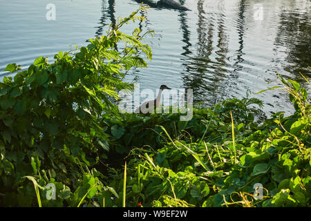 Anatra selvatica tra le boccole sul lago. Foto Stock