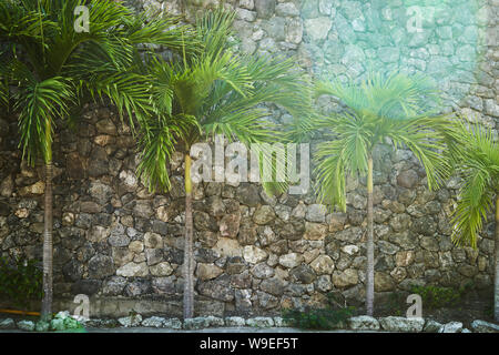 Young palm trees planted in a row against a stone wall. Foto Stock