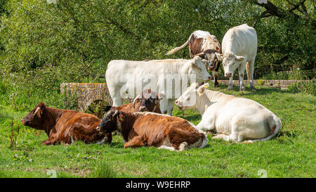 Bianco e Marrone di vacche su un piccolo ponte in un campo in Hampshire, Regno Unito Foto Stock