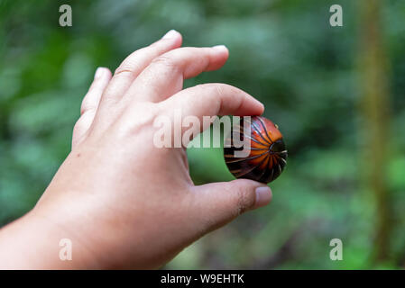 Mani pillola giganteschi millepiedi nome scientifico Sphaerotheriida Zephroniidae trovato presso Crocker Range Parco Nazionale in Tambunan Sabah Borneo Malese Foto Stock