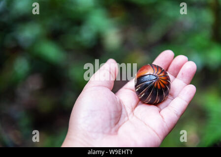 Mani pillola giganteschi millepiedi nome scientifico Sphaerotheriida Zephroniidae trovato presso Crocker Range Parco Nazionale in Tambunan Sabah Borneo Malese Foto Stock