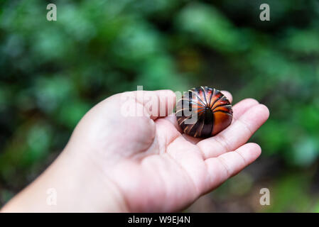 Mani pillola giganteschi millepiedi nome scientifico Sphaerotheriida Zephroniidae trovato presso Crocker Range Parco Nazionale in Tambunan Sabah Borneo Malese Foto Stock