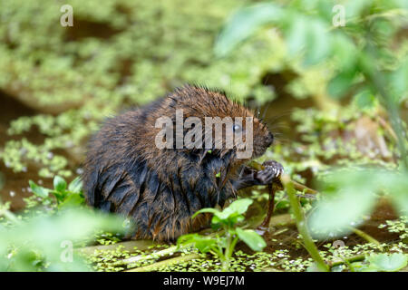 European Water Vole o acqua settentrionale vole, Arvicola amphibius Foto Stock