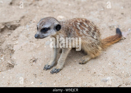 Il novellame di meerkat / carino giovane suricate (Suricata suricatta) all ingresso del burrow, nativo per i deserti del Sud Africa Foto Stock